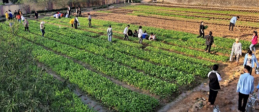 Vườn rau học sinh nội trú